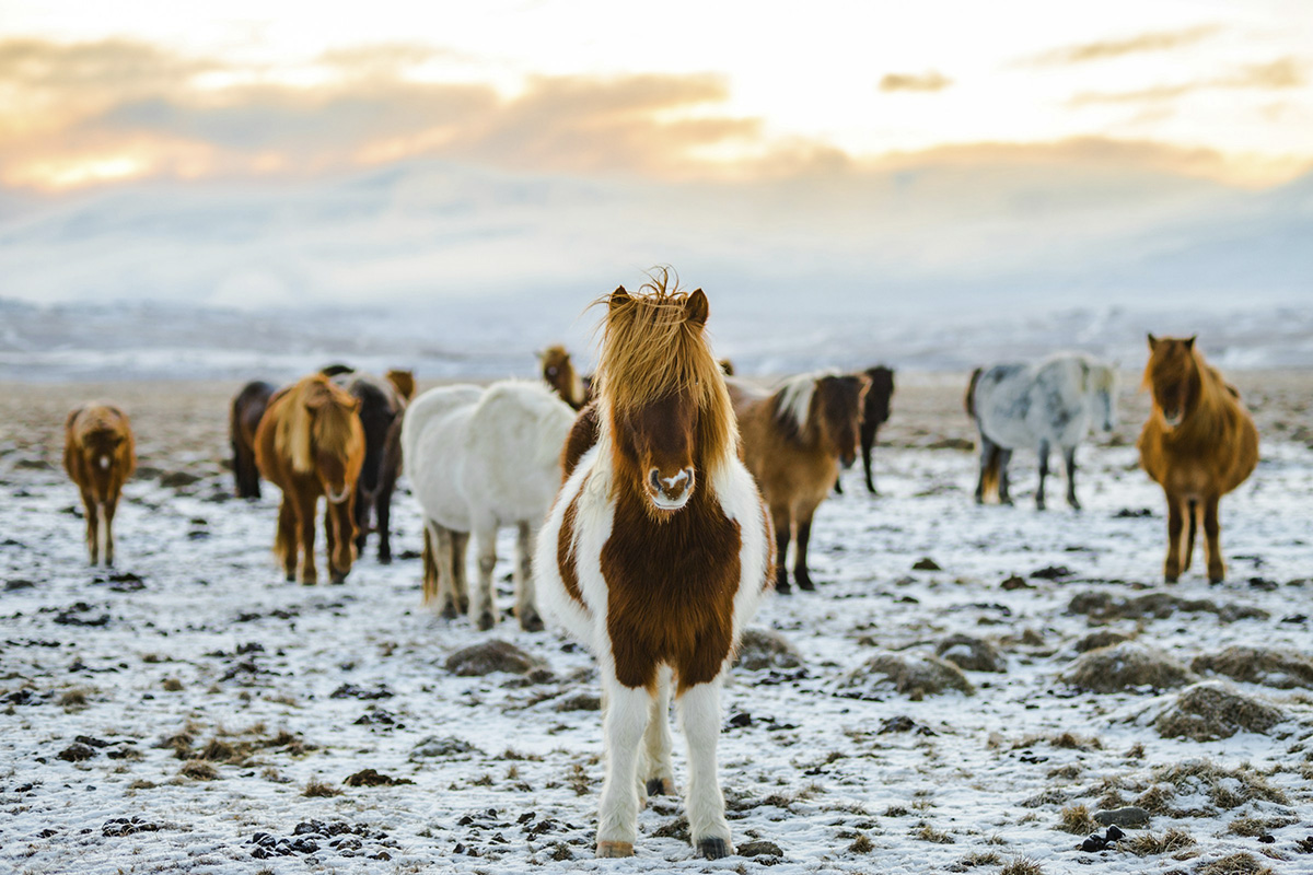 Islandia