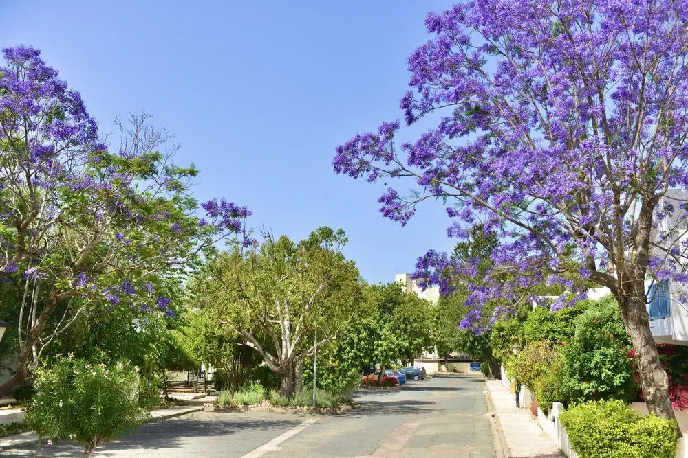 HOTEL Paphos Gardens Apts