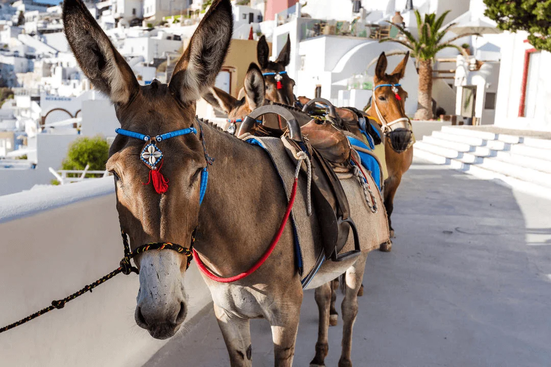 Отдых на Санторини: что посмотреть и как провести время на острове